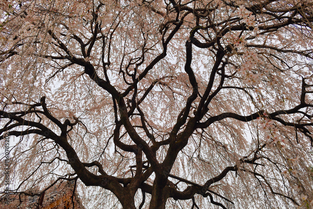 Fototapeta premium 京都 本満寺の枝垂れ桜（枝垂桜）（日本京都府京都市） Kyoto - Weeping cherry blossoms (shidazakura) at Honmanji Temple (Kyoto City, Kyoto Prefecture, Japan)