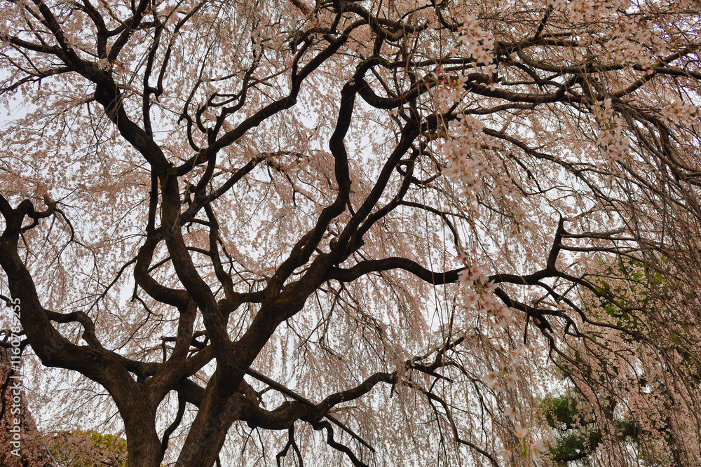 京都 本満寺の枝垂れ桜(枝垂桜)(日本京都府京都市) Kyoto - Weeping cherry blossoms (shidazakura) at Honmanji Temple (Kyoto City, Kyoto Prefecture, Japan) 京都 本満寺の枝垂れ桜(枝垂桜)(日本京都府京都市) Kyoto - Weeping cherry blossoms (shidazakura) at Honmanji Temple (Kyoto City, Kyoto Prefecture, Japan)