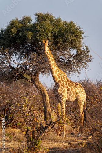 South African giraffe or Cape giraffe (Giraffa giraffa) or (Giraffa camelopardalis giraffa). Mashatu Game Reserve. Northern Tuli Game Reserve.  Botswana. photo