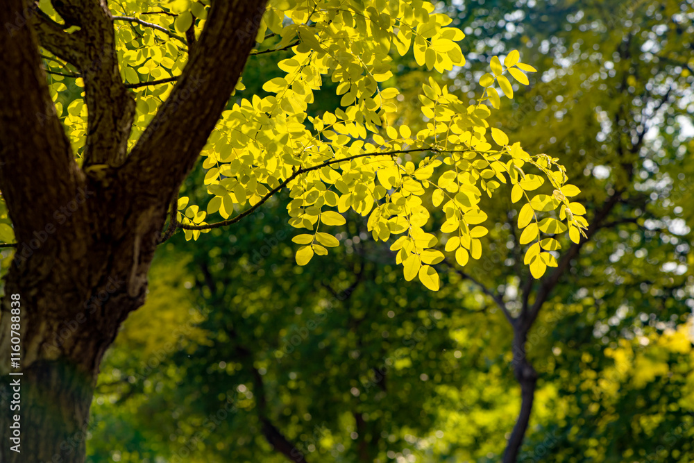 The locust tree forest in summer grows beautiful yellow leaves in urban parks in North China The locust tree forest in summer grows beautiful yellow leaves in urban parks in North China
