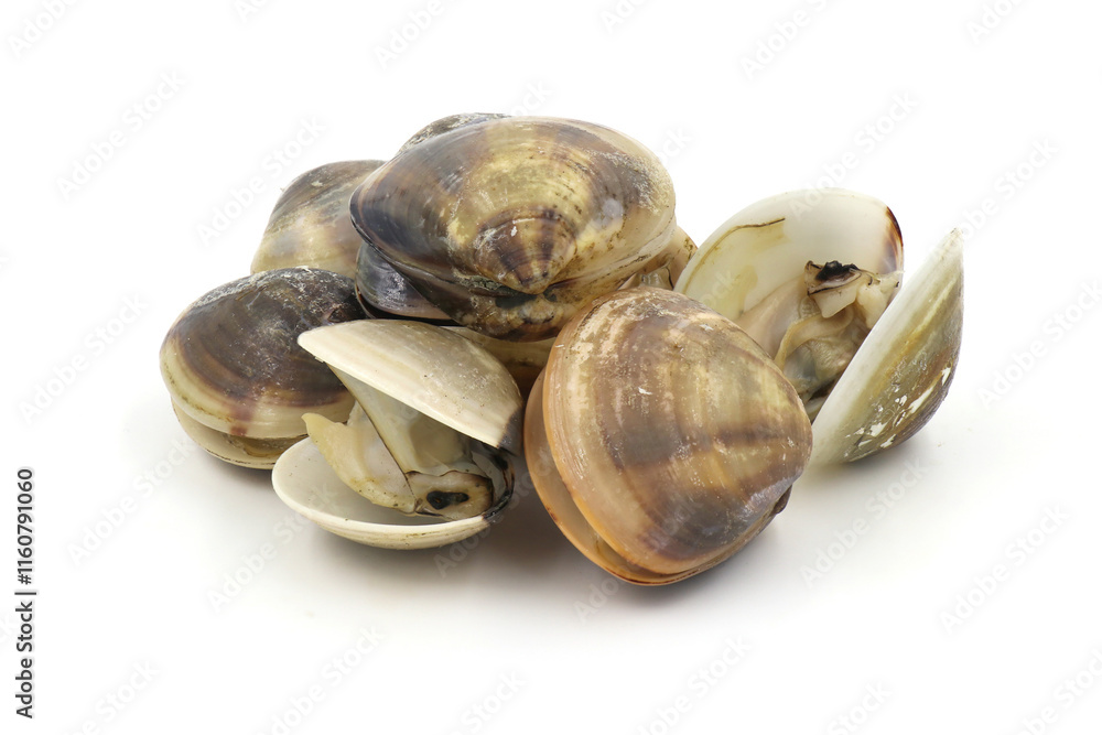 Closed up fresh baby clams, venus shell, shellfish, carpet clams, short necked clams, as raw food from the sea are the seafood ingredients. fresh clams isolated on white background. Closed up fresh baby clams, venus shell, shellfish, carpet clams, short necked clams, as raw food from the sea are the seafood ingredients. fresh clams isolated on white background.