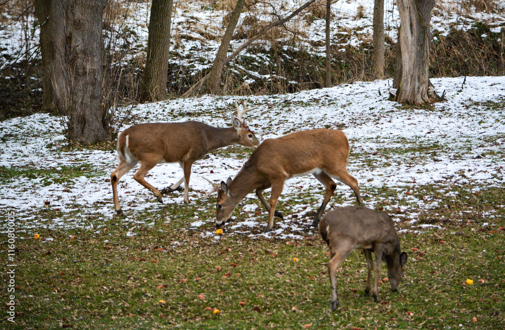 Day prior, both bucks had full racks. Today, both have broken off 1/2 their racks. 12-25-24