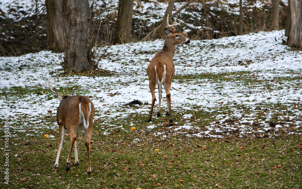 Day prior, both bucks had full racks. Today, both have broken off 1/2 their racks. 12-25-24