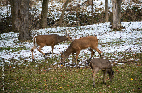 Obraz na płótnie Day prior, both bucks had full racks. Today, both have broken off 1/2 their racks. 12-25-24 w salonie