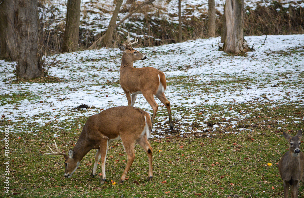 Day prior, both bucks had full racks. Today, both have broken off 1/2 their racks. 12-25-24