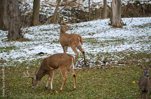 Obraz na płótnie Day prior, both bucks had full racks. Today, both have broken off 1/2 their racks. 12-25-24 w salonie