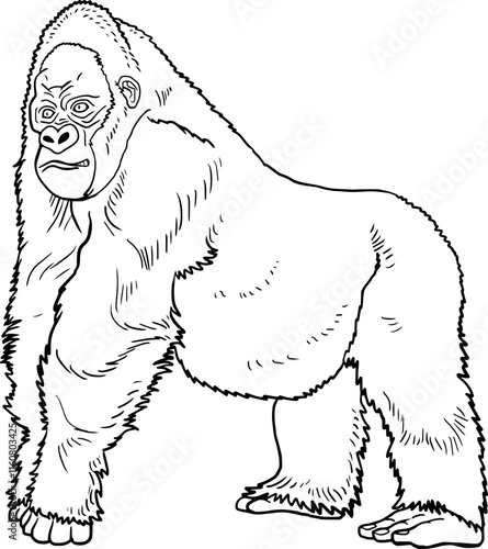 gorilla sketch line vector illustration isolated on white background
