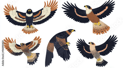 Eagle, falcon and hawk birds vector icons showing the bird flying or with outspread wings with feather detail photo