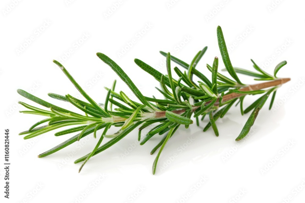 Fototapeta premium Fresh rosemary sprig isolated on white background. (2)