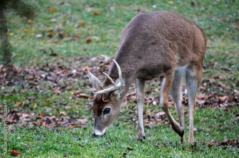 8 Point Buck Lost Half Rack 2 Days Ago. 12-26-2004