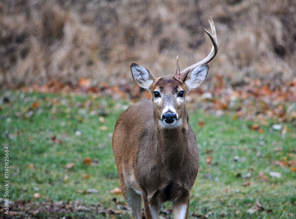 8 Point Buck Lost Half Rack 2 Days Ago. 12-26-2004