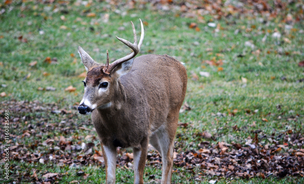 8 Point Buck Lost Half Rack 2 Days Ago. 12-26-2004