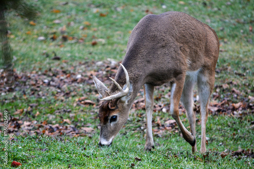 Obraz na płótnie 8 Point Buck Lost Half Rack 2 Days Ago. 12-26-2004 w salonie
