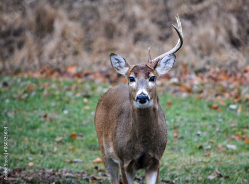 Obraz na płótnie 8 Point Buck Lost Half Rack 2 Days Ago. 12-26-2004 w salonie