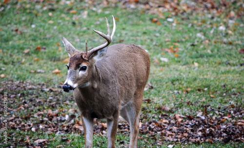 Obraz na płótnie 8 Point Buck Lost Half Rack 2 Days Ago. 12-26-2004 w salonie