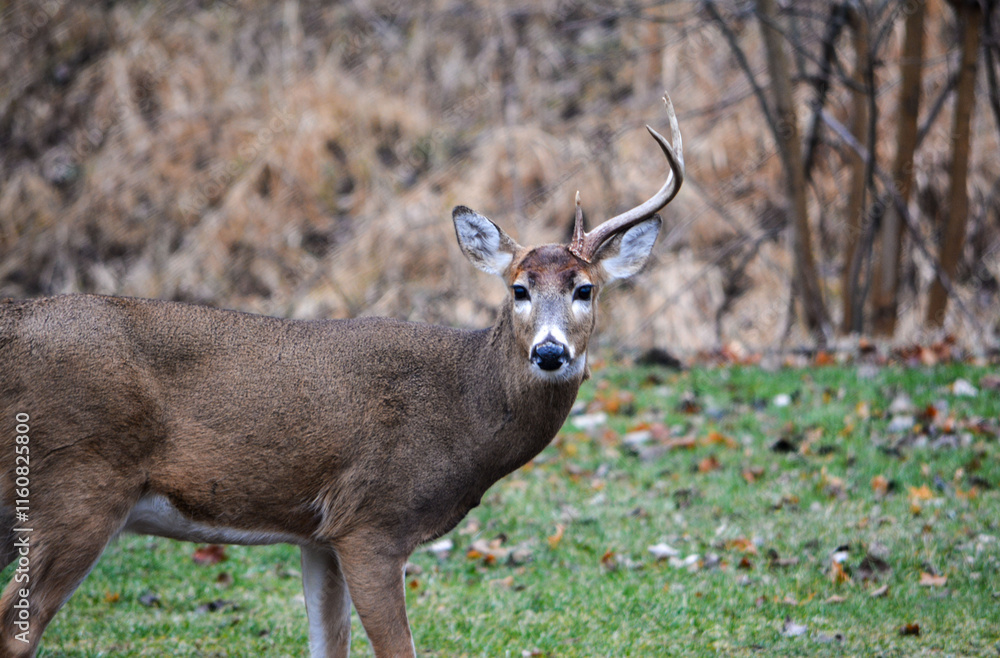 8 Point Buck Lost Half Rack 2 Days Ago. 12-26-2004