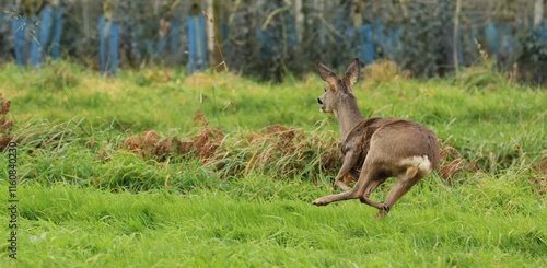 A la recherche de sangliers dans les épines, il ne semblait pas y avoir d'animaux lorsque un chevreuil bondit à toute allure.