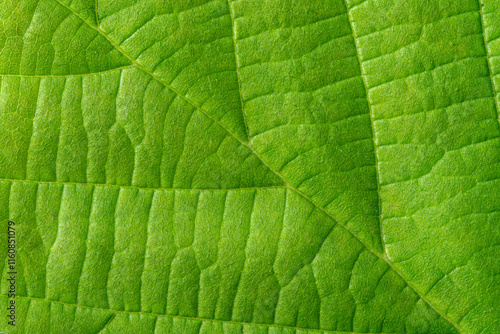 Cuadro en lienzo Closeup of green leaf, filling the whole canvas