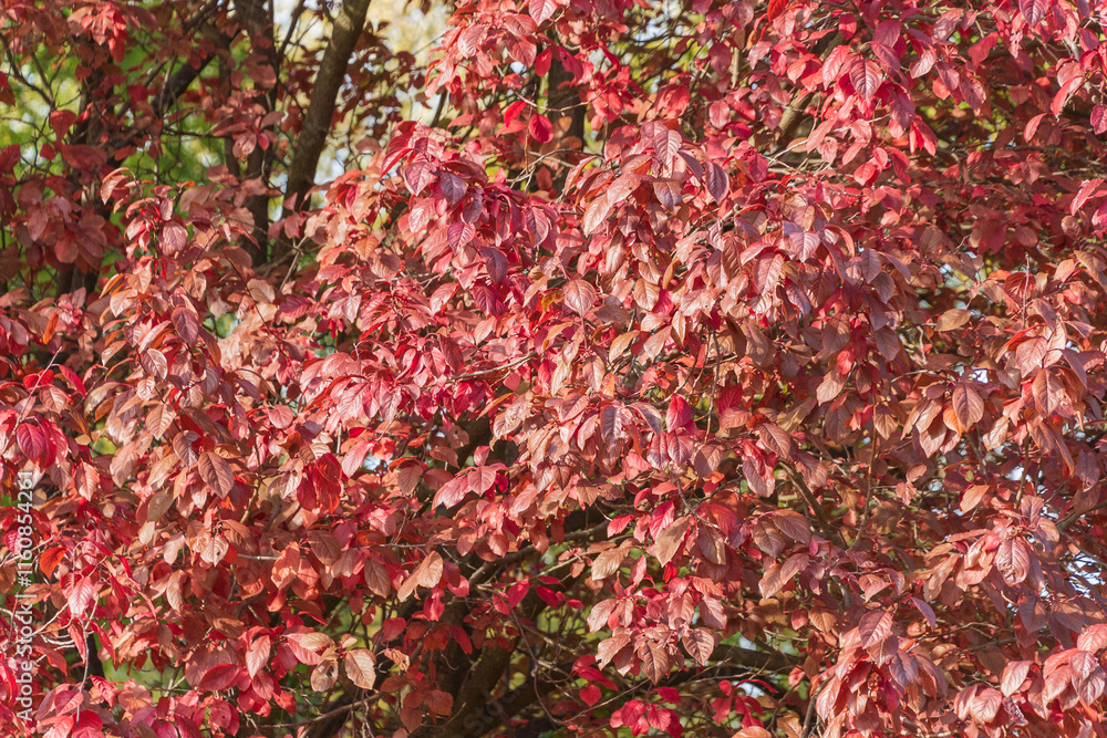Bright pink autumn leaves of Prunus cerasifera. cherry plum, myrobalan plum. Bright pink autumn leaves of Prunus cerasifera. cherry plum, myrobalan plum.