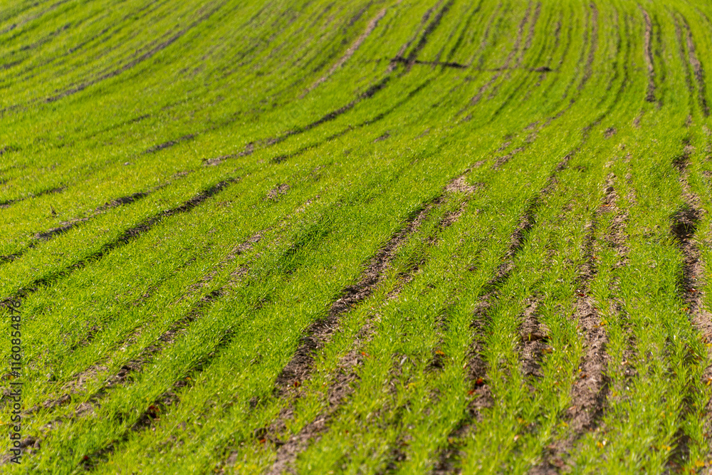 Rows of fresh green grass across a field. Rows of fresh green grass across a field.