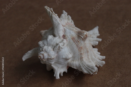 sea shell on black background
