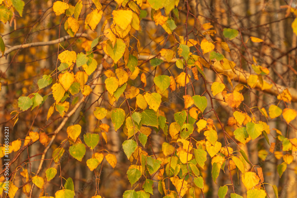Fototapeta premium Yellow birch leaves on tree.