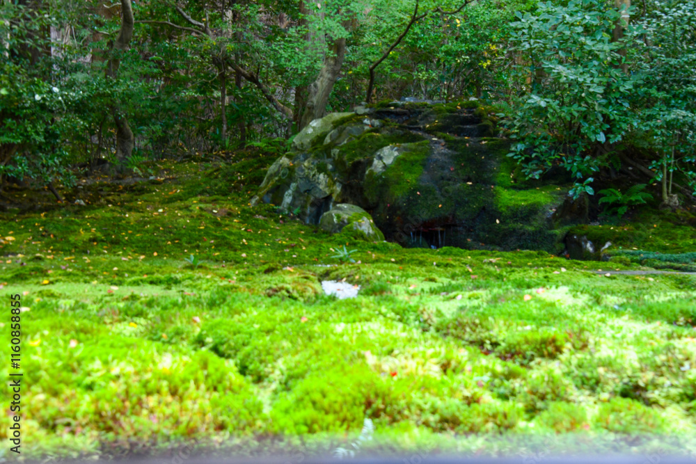 Fototapeta premium autumn scenery steeped in the garden