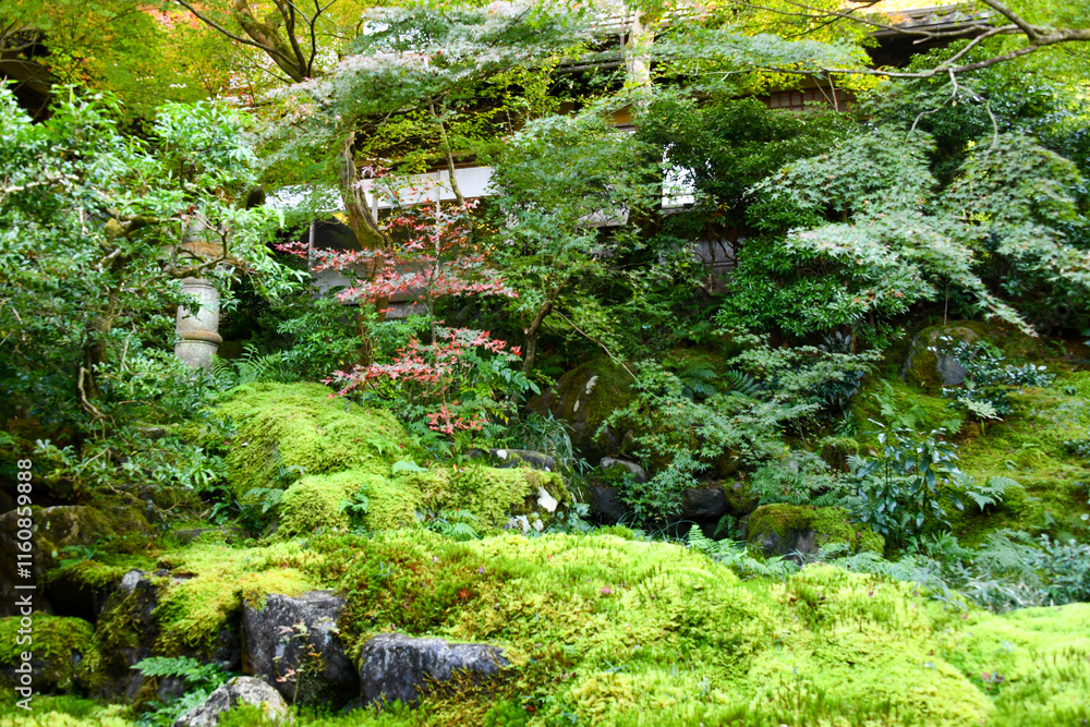 Fototapeta premium autumn scenery steeped in the garden