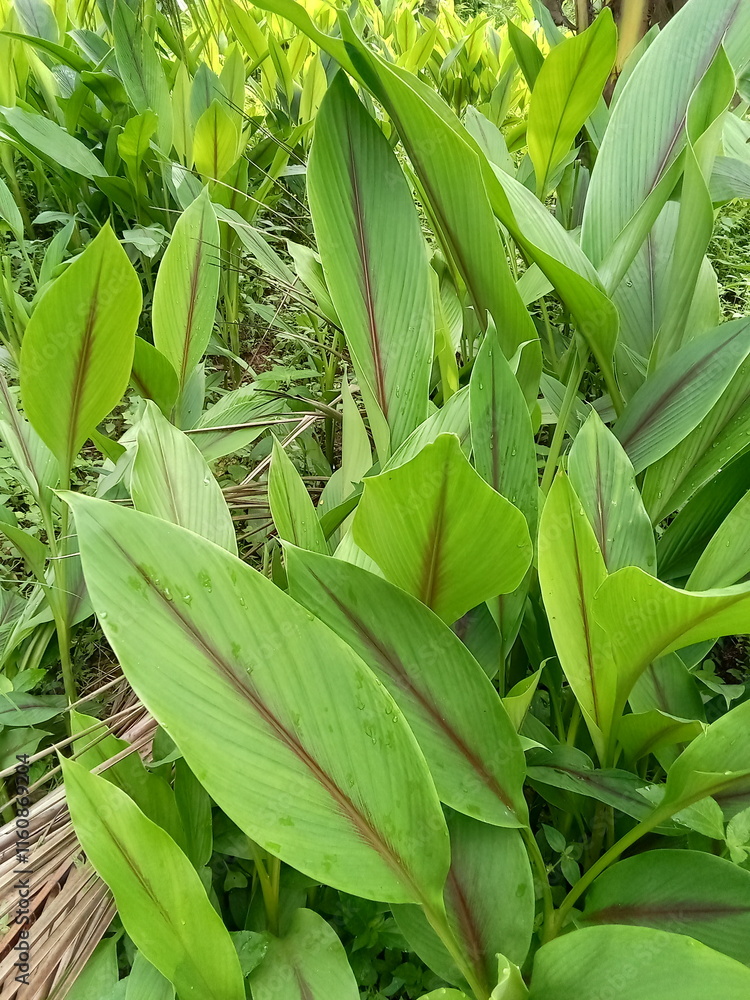 Obraz premium Black Curcuma plant, scientific name Curcuma aeruginosa.