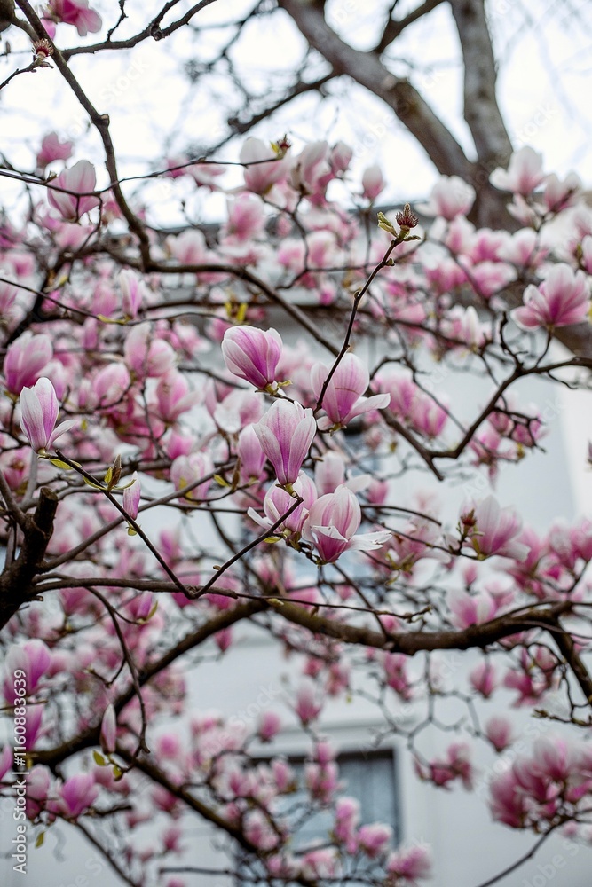 magnolia bloom in London spring time flowers time magnolia bloom in London spring time flowers time