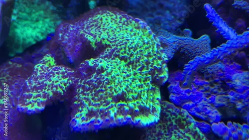 Korallen, Anemonen, Fische im Aquarium. meerwasseraquarium