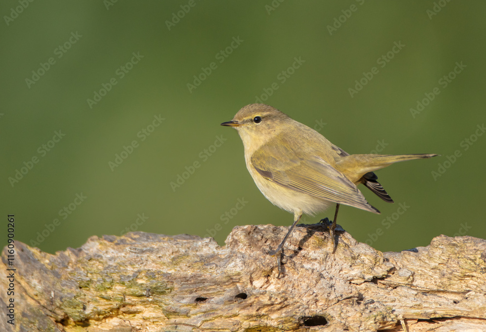 Common chiffchaff - in autumn at a wet forest Common chiffchaff - in autumn at a wet forest