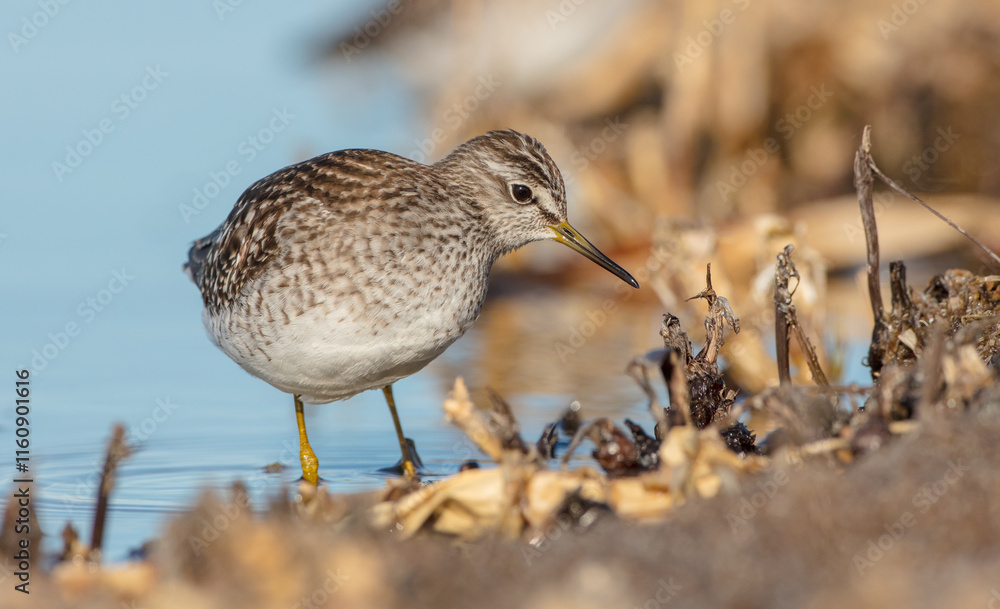 Wood Sandpiper - in spring on the migration way at wetland Wood Sandpiper - in spring on the migration way at wetland