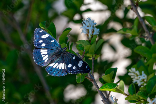 Southern White Admiral butterfly, Limenitis reducta, Brac, Croatia photo