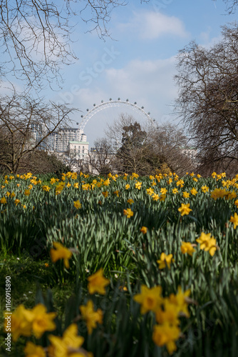 spring in the park,London,St. James's Park's,daffodils 