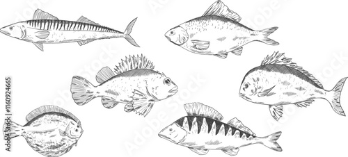 fishes vector set. Pike perch, ruff fish, mackerel, pagers major, roach, crucian carp fish. Multicolored clipart sea food fishing, healthy meal, kids animals illustration for boys