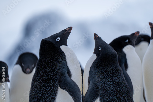 Group of adelie penguins (Pygoscelis adeliae) in Antarctica Berthelot`s island. Wild nature. photo