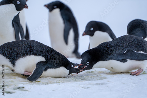 Group of adelie penguins (Pygoscelis adeliae) in Antarctica Berthelot`s island. Wild nature. photo