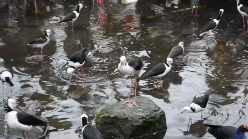 seagulls on the rocks