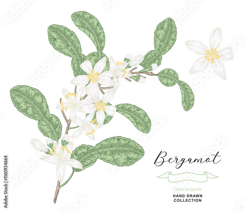 Bergamot flowers and leaves. Citrus bergamia plant isolated on white. Vector illustration botanical. Hand drawn engraving style.