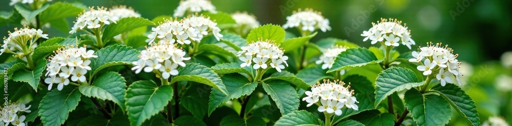 Ninebark bush covered with white spring blossoms, greenery, white, blossoms Ninebark bush covered with white spring blossoms, greenery, white, blossoms