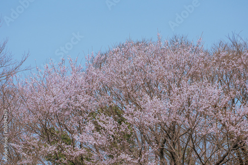 春の青空と満開の桜の風景