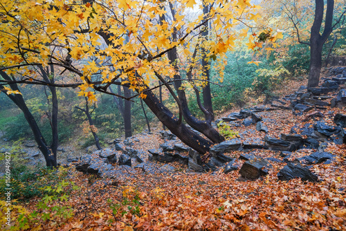 Early Winter Scenery at the North Foot of Wanshou Mountain in Summer Palace