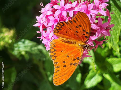 Gulf Fritillary butterfly (Dione vanillae) photo