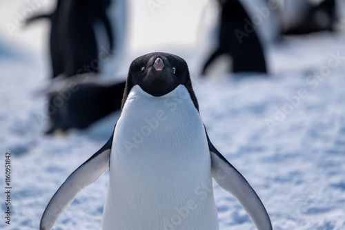 Group of adelie penguins (Pygoscelis adeliae) in Antarctica Berthelot`s island. Wild nature. photo