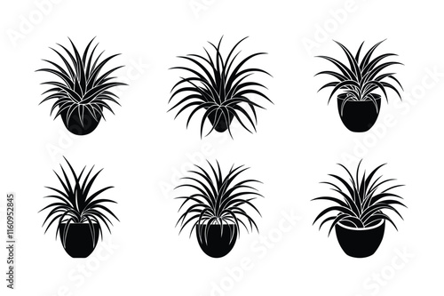 Air Plants (Tillandsia) design, labeled silhouette vector art illustration.