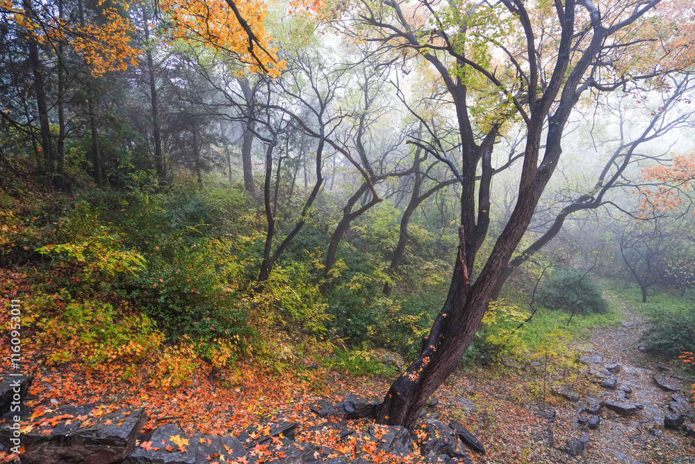 Early Winter Scenery at the North Foot of Wanshou Mountain in Summer Palace