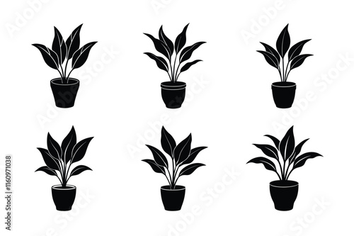 Baby's Tears (Soleirolia soleirolii) design, labeled silhouette vector art illustration.