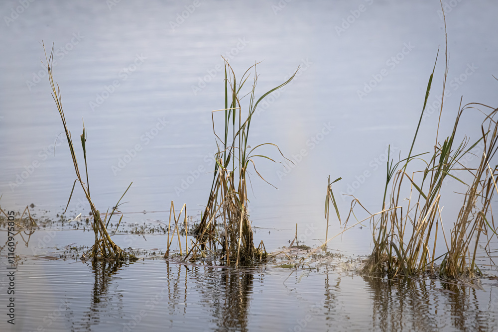 Reeds of grass rising out of a pond with reflections Reeds of grass rising out of a pond with reflections