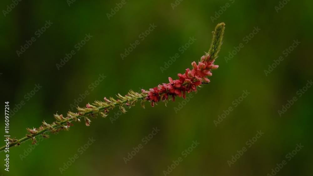 Flowers of Indigofera hirsuta or hairy indigo is a species of flowering plant in the Fabaceae family, Flowers are orange-pink Flowers of Indigofera hirsuta or hairy indigo is a species of flowering plant in the Fabaceae family, Flowers are orange-pink